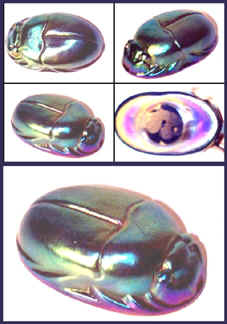 fakescarab.bmp (221672 bytes)